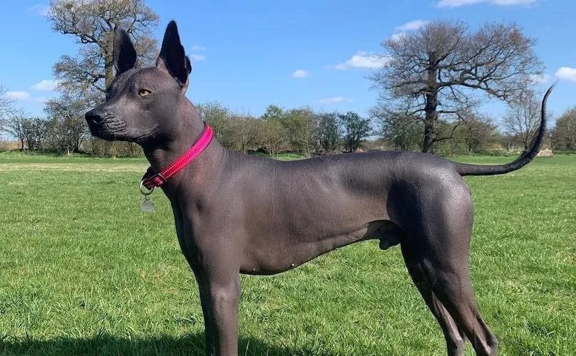 Xoloitzcuintli
